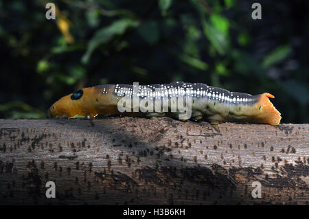 Noida, Uttar Pradesh, Inde- 30 novembre 2013 : Orange couleur rouge- Caterpillar sur un arbre dans le jardin à Noida, Uttar Pradesh, Inde Banque D'Images