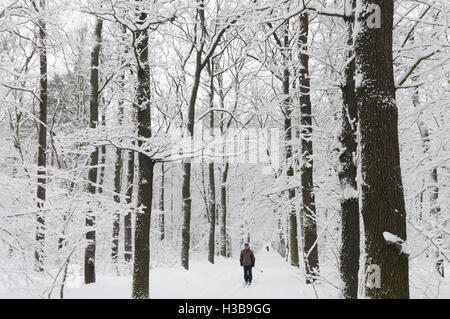 Dresde : forêt enneigée, skieuse, , Sachsen, Saxe, Allemagne Banque D'Images