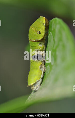 Noida, Uttar Pradesh, India-April 6, 2016 : Citrus Swallowtail Butterfly caterpillar sur Lemon Tree à Noida, Uttar Pradesh, Inde Banque D'Images