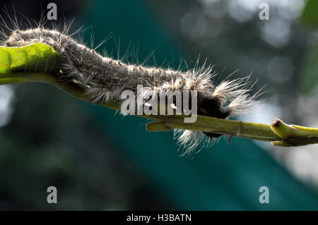 Noida, Uttar Pradesh, Inde- Novembre 13, 2013 : une chenille velue à la recherche de nourriture dans un jardin à Noida, Uttar Pradesh, Inde Banque D'Images