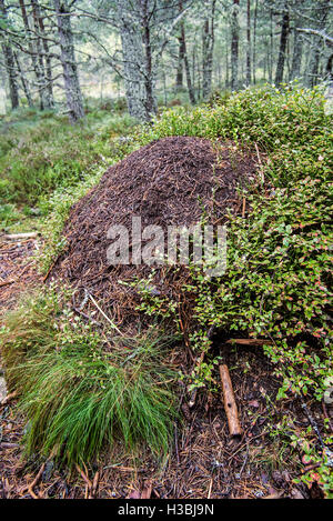 Envahi par la fourmilière de vieux bois rouge / fourmis Formica rufa cheval (ant) faite d'aiguilles de conifères en forêt Banque D'Images