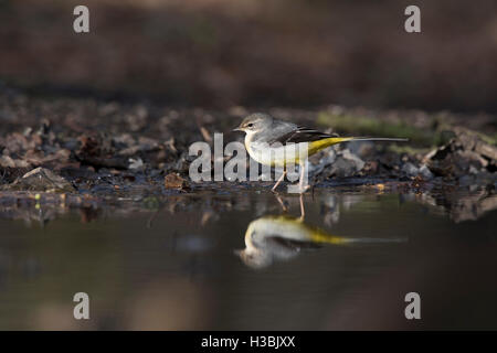 Bergeronnette des ruisseaux Motacilla cinerea alimentation femelle autour de la piscine d'hiver Norfolk Banque D'Images