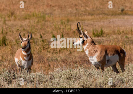 Pronghorn (Antilocapra americana) dans la région de Lamar Valley, le Parc National de Yellowstone, Wyoming, USA. Banque D'Images