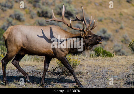 Le wapiti (Cervus canadensis) près d'Indian Creek, Parc National de Yellowstone, Wyoming, USA. Banque D'Images