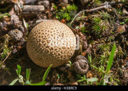 Champignon commun earthball (Scleroderma citrinum) sur le sol de la forêt en automne en Angleterre Banque D'Images