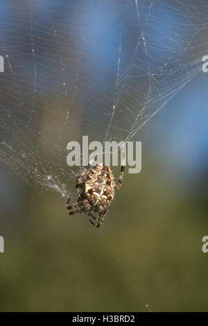 Araignée des jardins, jardin-orb weaver ou araignée (Araneus diadematus) à Surrey, Angleterre Banque D'Images