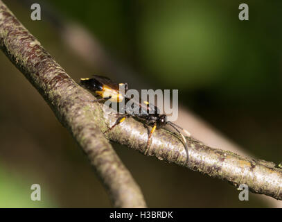 Mouche Ichneumon stramentor - noir et jaune - wasp mouche ichneumon au Royal commun dans Surrey, Angleterre Banque D'Images