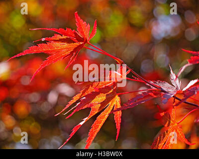 Des tons de délicates palmées Japanese Maple (Acer palmatum) part avec l'accès gratuit aux couleurs de fond de feuillage Banque D'Images