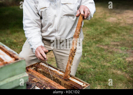 Retrait de l'apiculteur de nid d'abeille dans le jardin rucher Banque D'Images