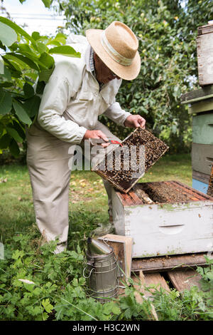 Retrait de l'apiculteur de nid d'abeille Banque D'Images