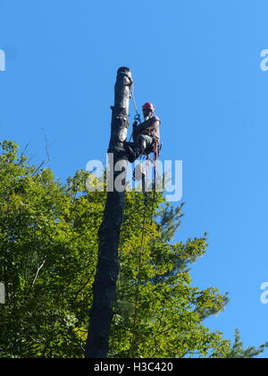 Service d'arbre grimpeur monte pin Banque D'Images