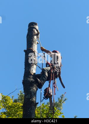 Service d'arbre grimpeur monte pin Banque D'Images