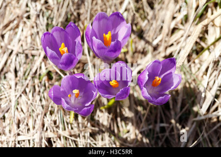 Printemps, les premières fleurs, les crocus colorés blooming, belle nature background, close-up, arrière-plan flou Banque D'Images