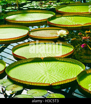 Amazon nénuphars géants à Kew Gardens. Banque D'Images