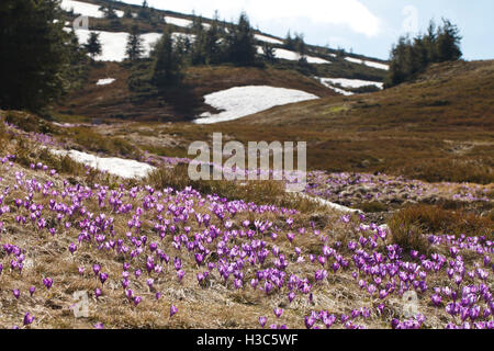 Printemps, les premières fleurs, les crocus colorés blooming, belle nature background, close-up, arrière-plan flou Banque D'Images