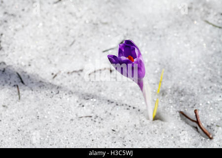 Le printemps, la nature, l'arrière-plan violet fleur de crocus en fleurs dans la neige Banque D'Images