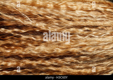 Les cheveux bouclés d'un blond girl close-up texture Banque D'Images