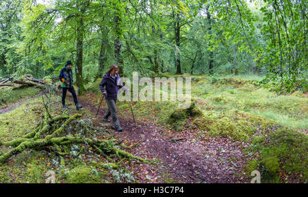 Les marcheurs de trekking à travers les feuillus couverts de mousse des bois de chêne et de hêtre, North West Highlands écossais. Banque D'Images