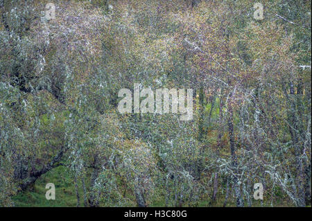 Couvert de mousse et de lichen hêtre et bouleau arbres dans un bois. Banque D'Images