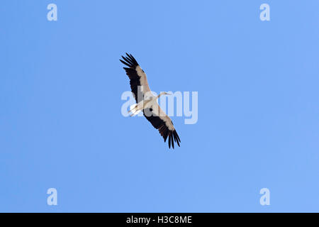 Flying cigogne, Bade-Wurtemberg, Allemagne Banque D'Images