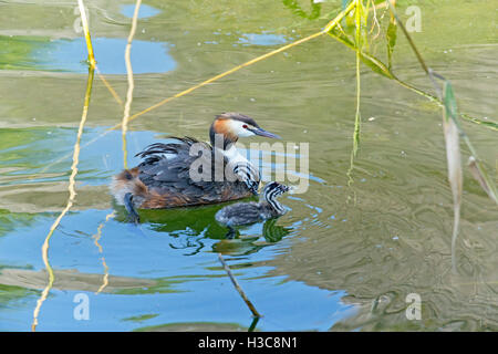 Grèbe huppé (Podiceps cristatus) avec les poussins, Uhldingen-Muehlhofen, Lac de Constance, Bade-Wurtemberg, Allemagne Banque D'Images