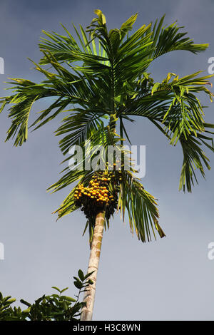 Date palm contre le ciel bleu Banque D'Images