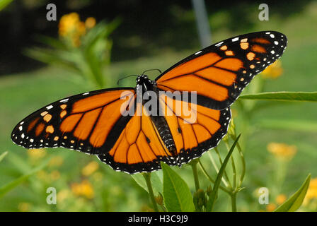 Papillon monarque mâle avec ailes déployées, se nourrissant d'asclépiades tropical jaune Banque D'Images