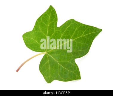 Feuilles de lierre isolé sur fond blanc Banque D'Images