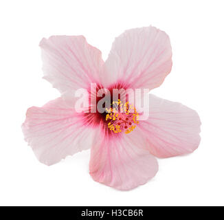 Fleur d'hibiscus rose isolé sur fond blanc Banque D'Images