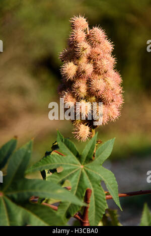 Ricinus communis, le ricin Banque D'Images