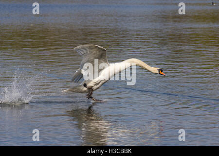 Mute swan (Cygnus olor) l'atterrissage sur l'eau à Moses Gate Country Park, Farnworth, Bolton. Banque D'Images