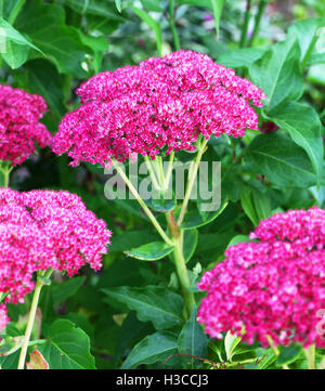 Orpin rose 'Brillant' (Sedum spectabile) fleurs Banque D'Images