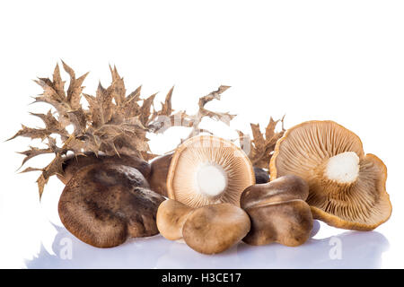 Pleurotes et sa thistle isolé sur fond blanc Banque D'Images