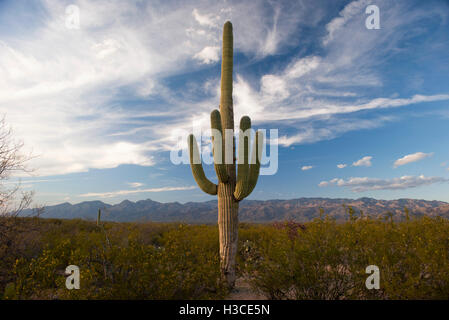 Saguaro National Park, Arizona, USA Banque D'Images