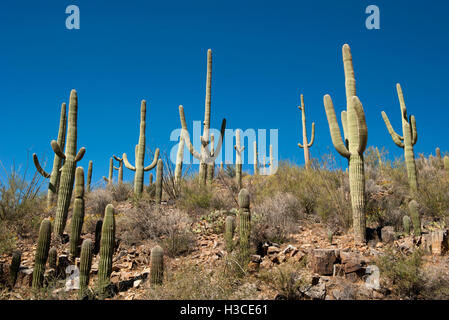 Saguaro National Park, Arizona, USA Banque D'Images