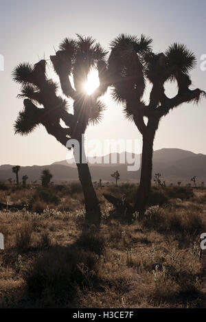 Rétro Joshua trees par sun, Joshua Tree National Park, California, USA Banque D'Images