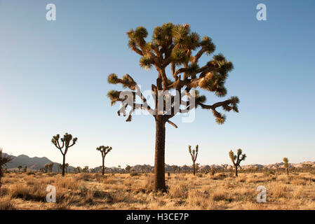 Joshua tree (Yucca brevifolia) croissant dans le parc national Joshua Tree, California, USA Banque D'Images