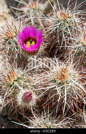 La floraison de cactus hérisson (Echinocereus engelmannii) Banque D'Images