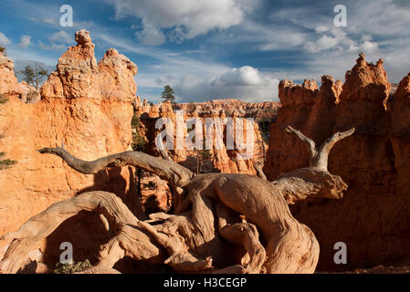 Arbre mort à Bryce Canyon National Park, Utah, USA Banque D'Images