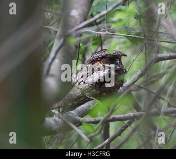 Whip-poor-will Caprimulgus vociferus, au repos, dans des buissons à Frontera Audubon Thicket, Weslaco, Texas au cours de la migration. Banque D'Images