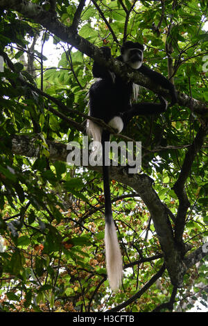 Le Colobe noir et blanc détente sur un arbre Banque D'Images