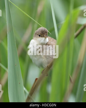 Rousserolle Effarvatte acrocephalus scirpaceus () dans la roselière,Pays de Galles Banque D'Images