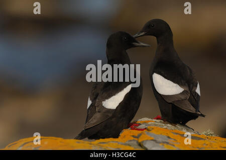 Le Guillemot à miroir (Cepphus grylle) paire perché sur falaise, îles Shetland, juin Banque D'Images