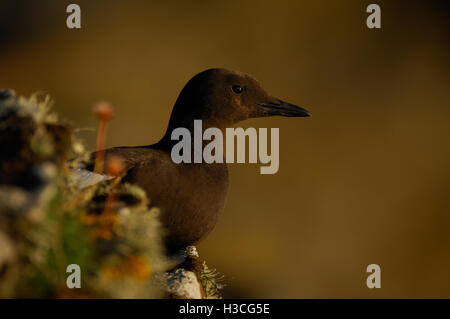 Le Guillemot à miroir (Cepphus grylle) au bord de la falaise, îles Shetland, Août Banque D'Images