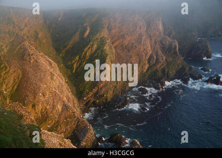 Colonie de fous de Bassan Morus bassanus à Hermaness réserve naturelle, îles Shetland, Août Banque D'Images