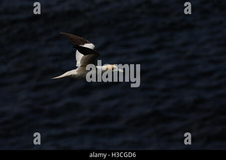 Fou de Bassan (Morus bassanus) en vol au dessus de la mer, îles Shetland, juin Banque D'Images