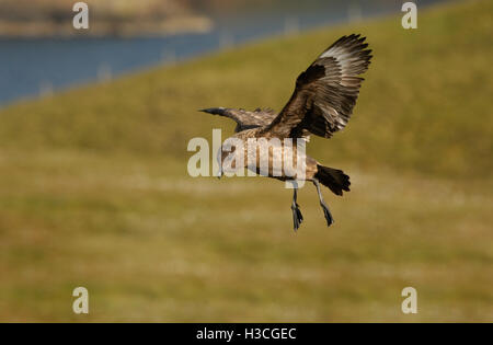 Grand Labbe (Stercorarius skua) en vol, îles Shetland, juin Banque D'Images