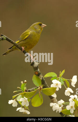 Verdier Carduelis chloris sur pommier, avril Devon Banque D'Images