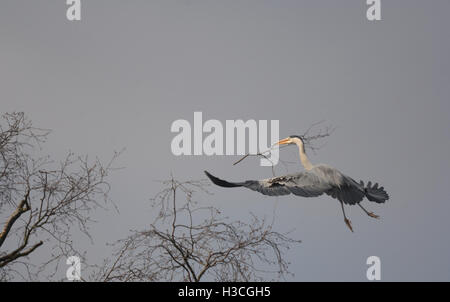 Héron cendré Ardea cinerea en vol pour treetop nest avec matériel de nidification, Herts, Mars Banque D'Images