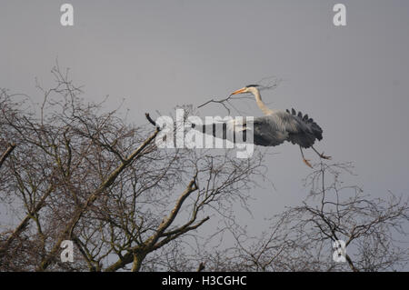 Héron cendré Ardea cinerea en vol pour treetop nest avec matériel de nidification, Herts, Mars Banque D'Images